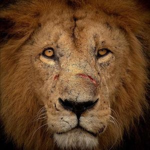 Meet your Posher, Ernesto